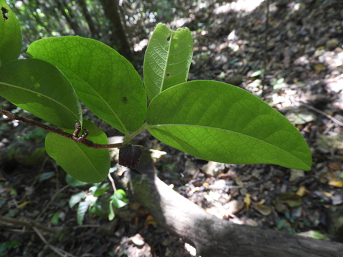 Fitzalania heteropetala observed 2025-01-10