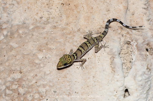 Lopburi Bent-toed gecko