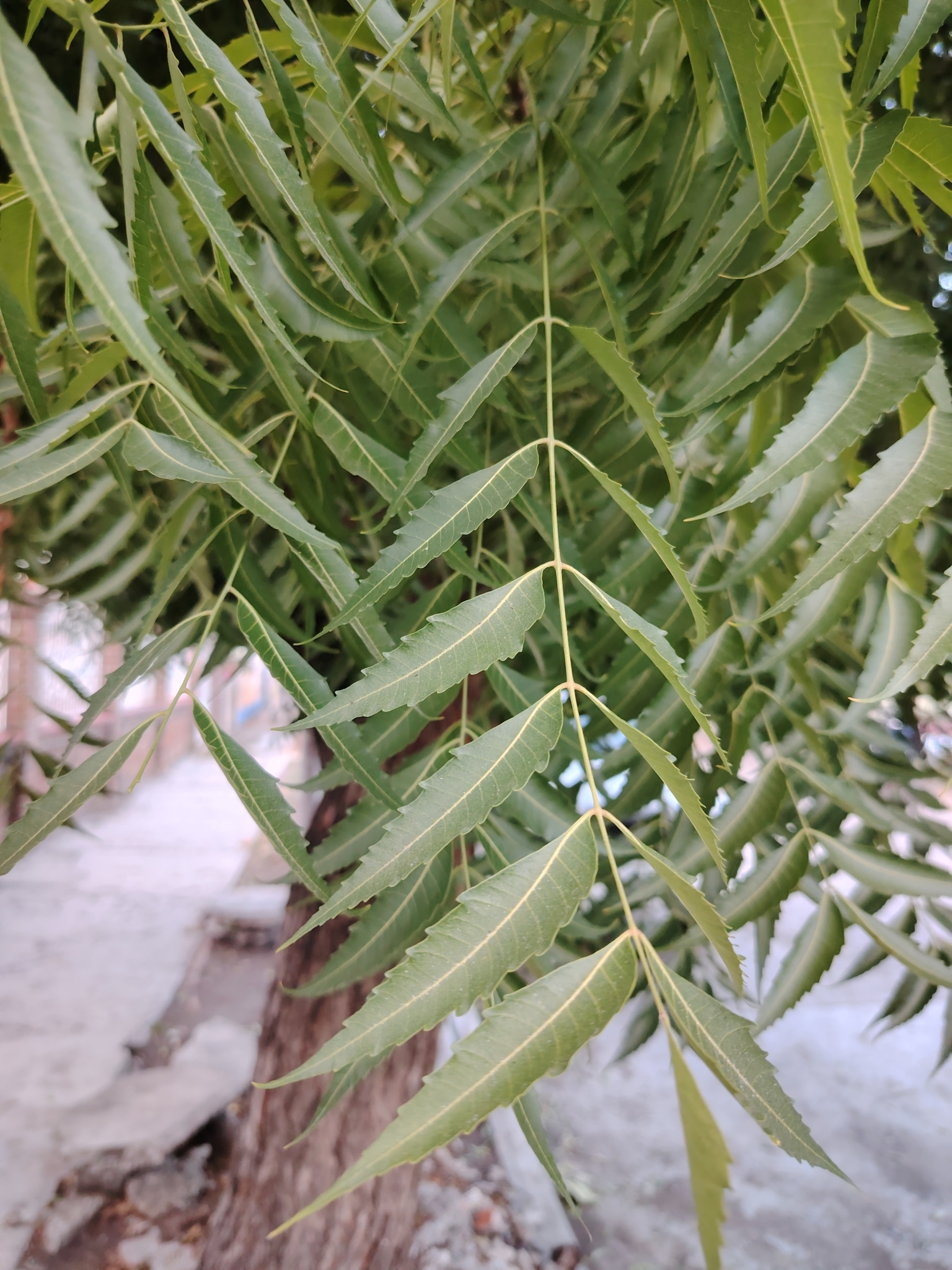 Imagem de Neem