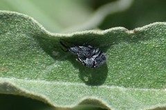 Rhyssomatus lineaticollis