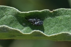 Rhyssomatus lineaticollis