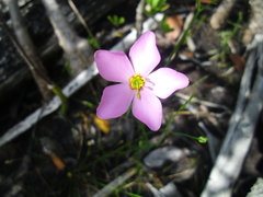 Sabatia stellaris