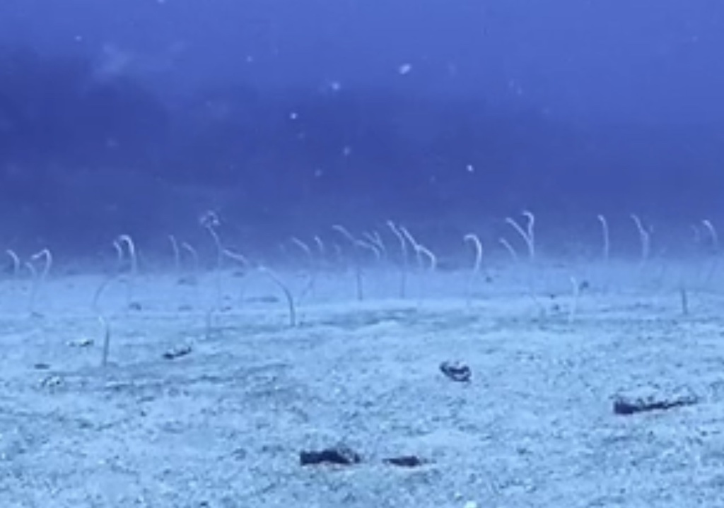 Hawaiian garden eel (Gorgasia hawaiiensis) — Congridae