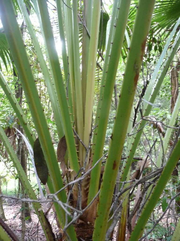 Imagem de Palmeira-leque-australiana