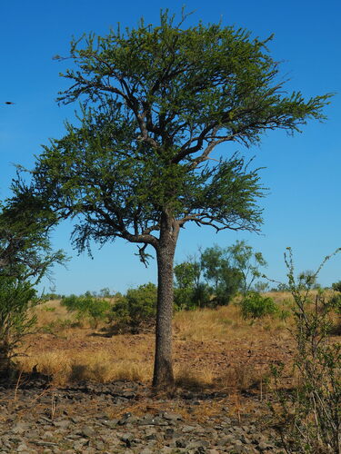 Excoecaria parvifolia