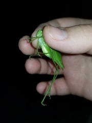 Amblycorypha rotundifolia