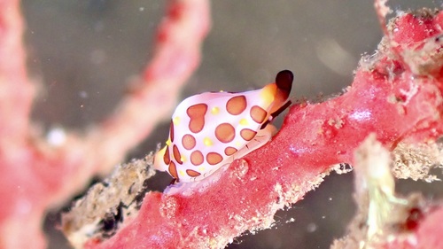 Rosewater's Egg Cowrie
