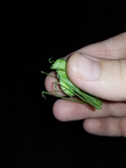 Amblycorypha rotundifolia