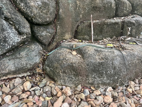 Common Tree Snake sighting