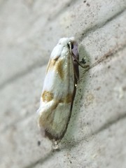 Aethes seriatana