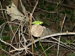 Amblycorypha rotundifolia