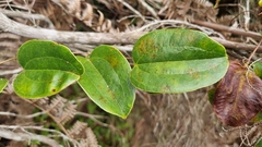 © Emilie Vallez, some rights reserved (CC-BY-NC)