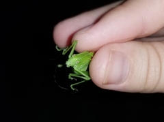 Amblycorypha rotundifolia