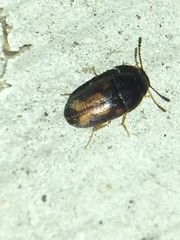 Mycetophagus serrulatus
