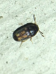 Mycetophagus serrulatus