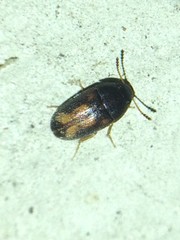 Mycetophagus serrulatus