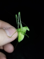 Amblycorypha rotundifolia