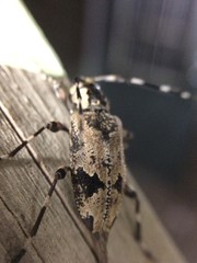 Graphisurus triangulifer