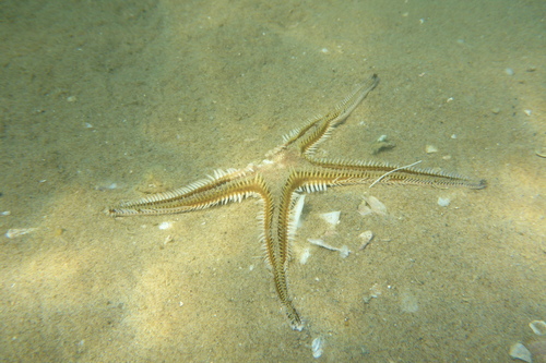 Vitka zvjezdača (Astropecten bispinosus)