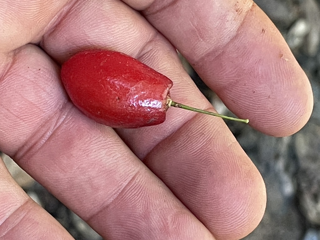 Aceratium sericoleopsis