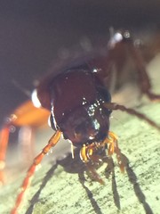 Stenomorphus californicus rufipes