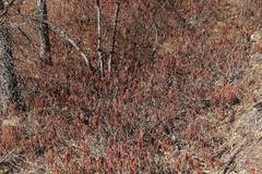 Rhododendron hypoleucum