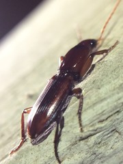 Stenomorphus californicus rufipes