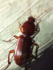 Stenomorphus californicus rufipes