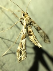 Lineodes interrupta