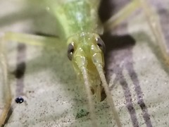 Oecanthus argentinus