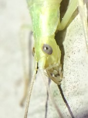 Oecanthus argentinus