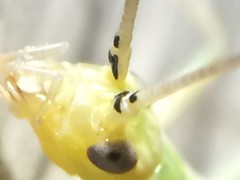 Oecanthus argentinus