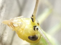 Oecanthus argentinus