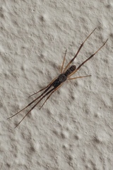 Episinus truncatus