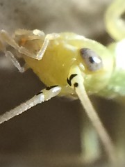 Oecanthus argentinus