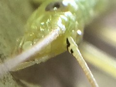 Oecanthus argentinus