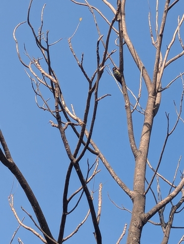 Fulvous-breasted Woodpecker (Dendrocopos macei), photo 5