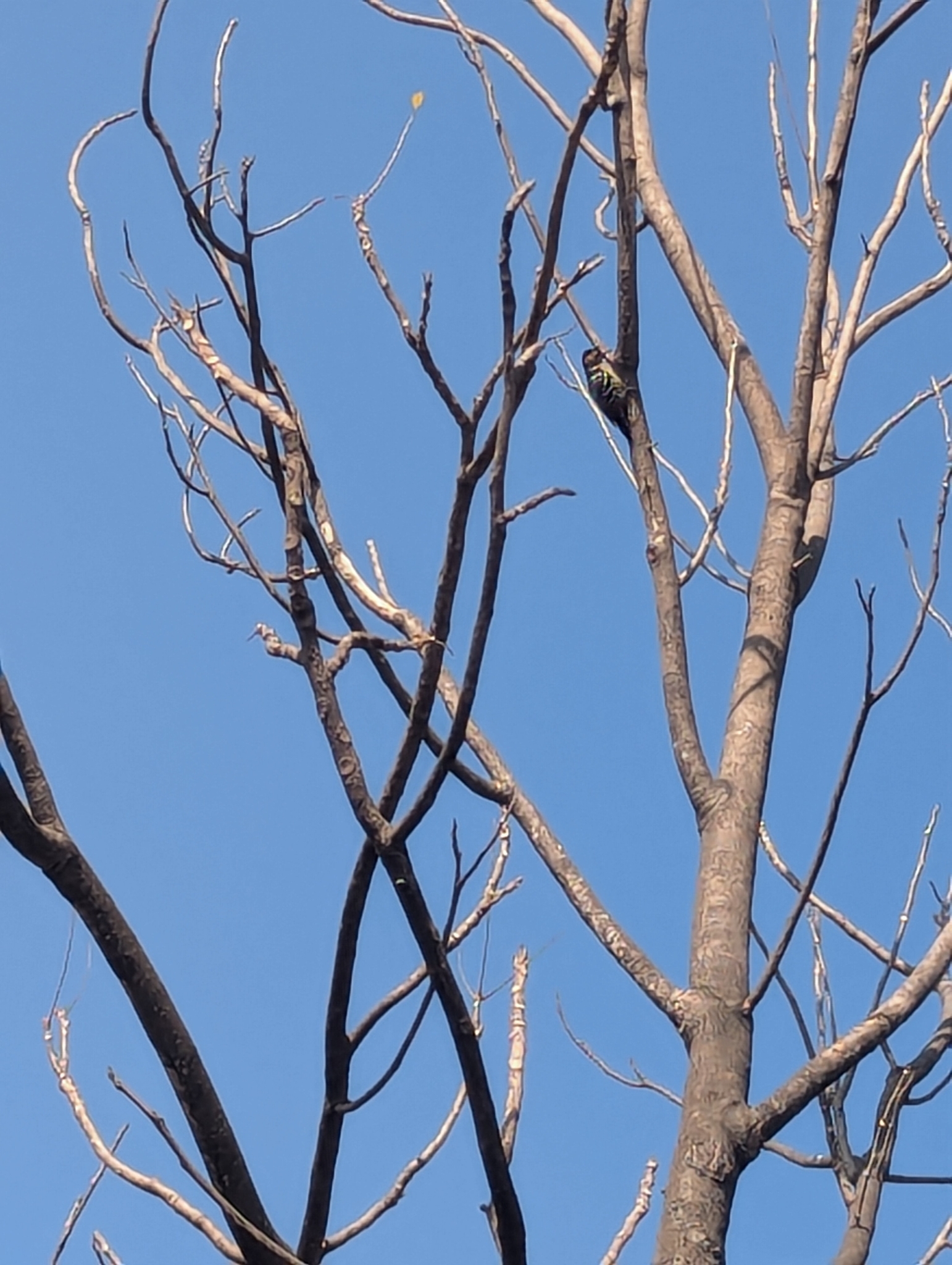 Fulvous-breasted Woodpecker (Dendrocopos macei), photo 10