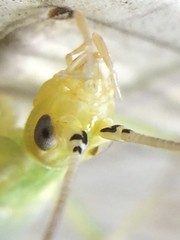 Oecanthus argentinus