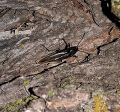 Enchodes sericea