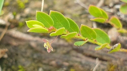 Foto de Quebra-pedra