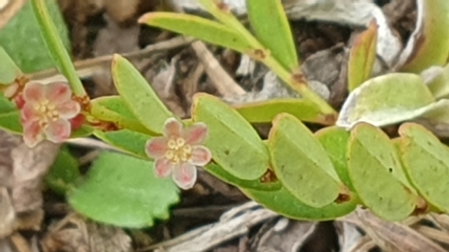Foto de Quebra-pedra