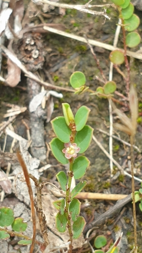 Foto de Quebra-pedra