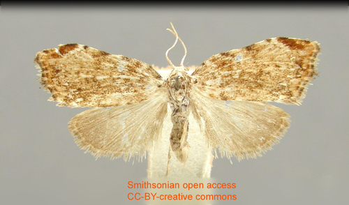Clemensia holocerna