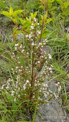 Swertia macrosperma