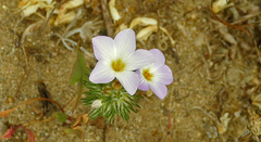 Leptosiphon grandiflorus