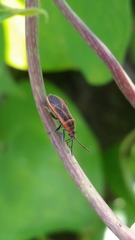 Arocatus melanostoma