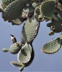 Mimus parvulus barringtoni