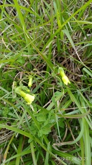 Codonopsis kawakamii