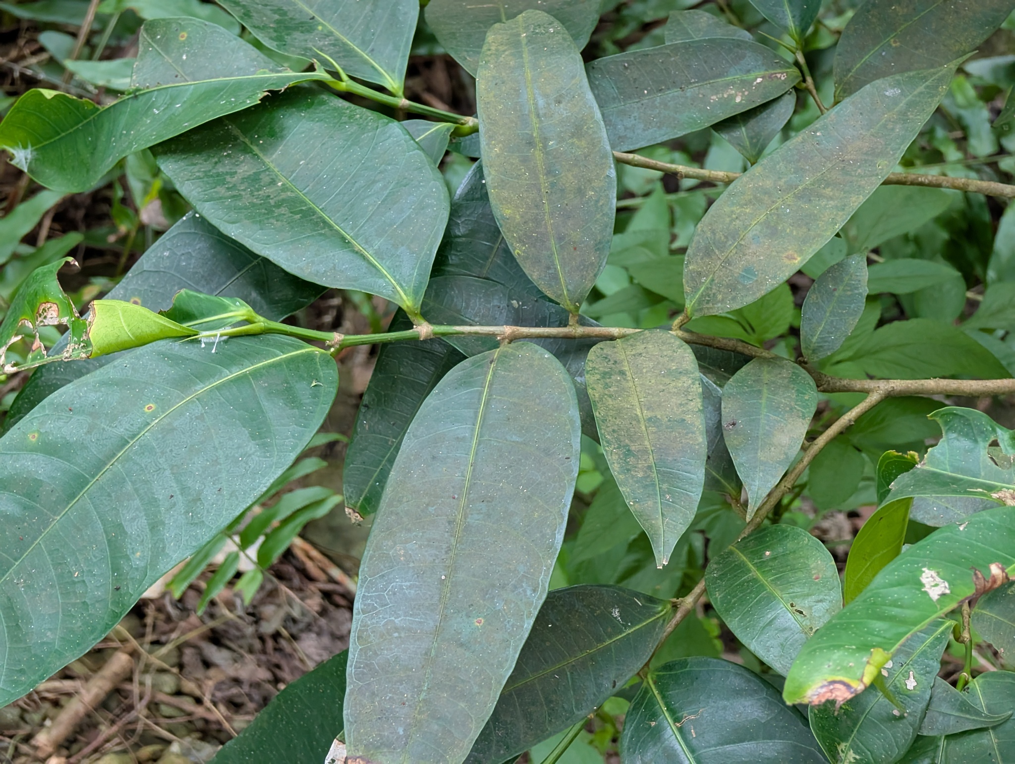 Imagem de Gameleira-branca
